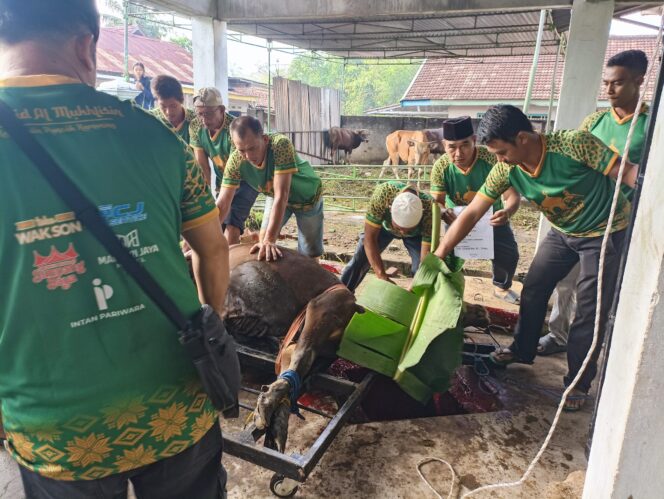 
 Masjid Al Mukhlisin Puncak Kemuning Kurban 9 Ekor Sapi Dan 3 Ekor Kambing
