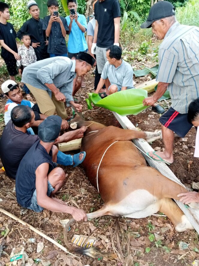 
 Mushollah Miftahul Huda Kelurahan Puncak Kemuning Kurban 2 Ekor Sapi