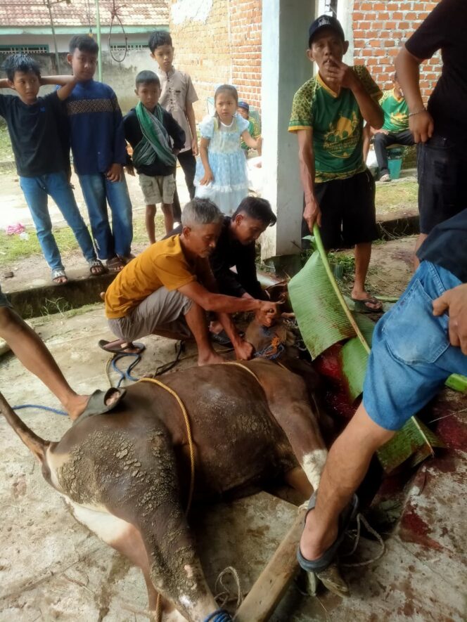 
 Masjid Al Mukhlisin Kelurahan Puncak Kemuning Kurban 4 Ekor Sapi, dan 7 Ekor Kambing
