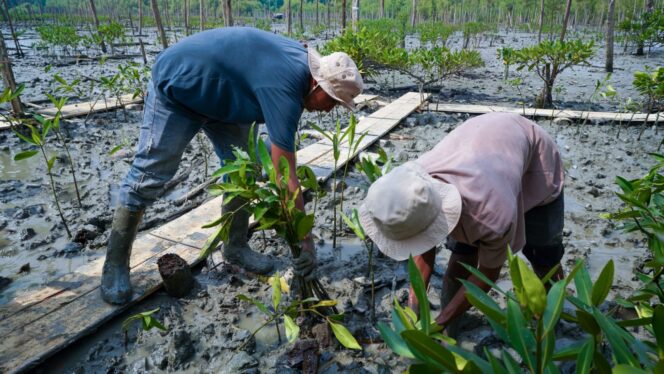 
 Kisah Masyarakat Pasir Sakti: Dulu Terkikis Abrasi, Kini Tumbuh Mangrove yang Menghidupi